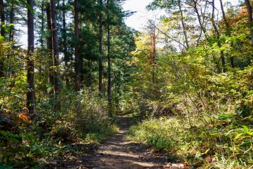 The trail is within the city center, but feels like a faraway forest