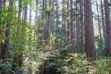 Towering Japanese red pines line the trail