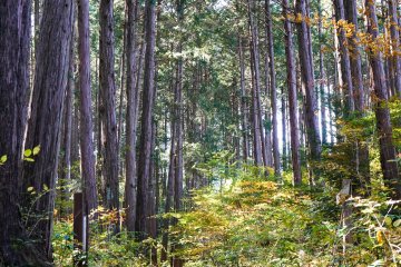 You'll feel like a tresspasser passing among titans through this section of forest