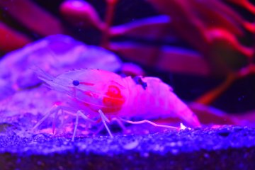 Shinagawa Deep Sea Creatures Exhibition 2021-2022