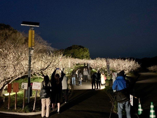 The plum trees are illuminated after dark on certain dates during the event