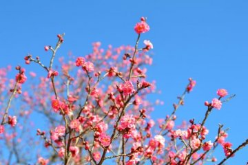 Odawara Flower Garden Plum Festival