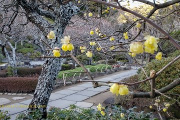Japanese witch hazel in January.