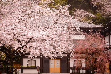 Sakura (cherry blossoms) in April.