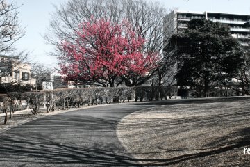 A solitary plum tree with blossoms in bloom