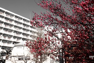 Birds enjoying the scent and nectars of plum blossoms