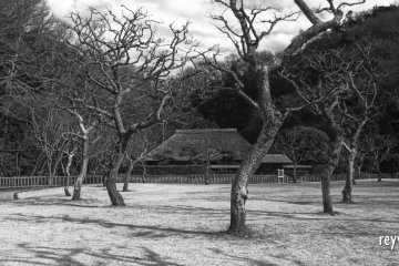 Plum orchard at Shinbayashi Park with an old farmhouse-turned-museum in the background