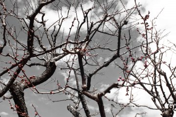 Buds of plum as they wait for the warm weather