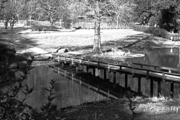 A wooden footbridge for viewing irises in the pond in spring