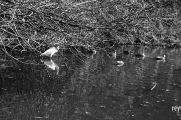 A heron and wild ducks in the pond