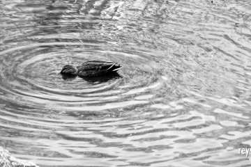 How are ripples created? A question I've been asking myself