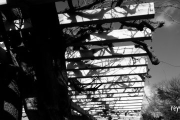 A leafless winter wisteria vine. Come spring, its falling blossoms will attract many visitors