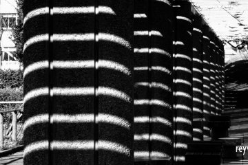 The trellis creates a zebra-like pattern