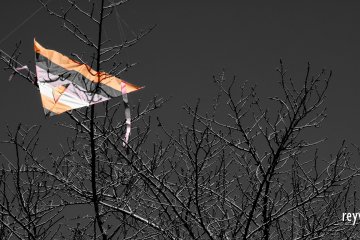 A kite found itself tangled among the sakura branches