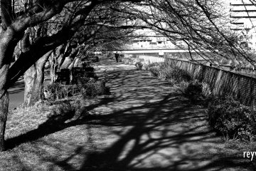 An avenue of sakura along Sakaigawa river