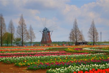Like a little slice of the Netherlands!
