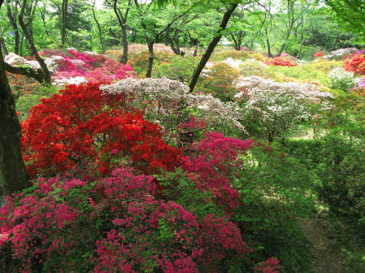 Azaleas are just one of spring's highlights at Shimizu Park
