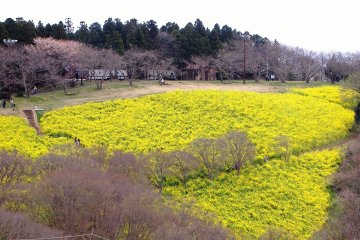 Nanohana blanketing the ground at Mother Farm