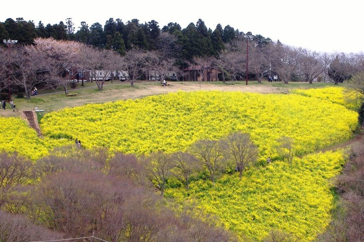 Nanohana blanketing the ground at Mother Farm