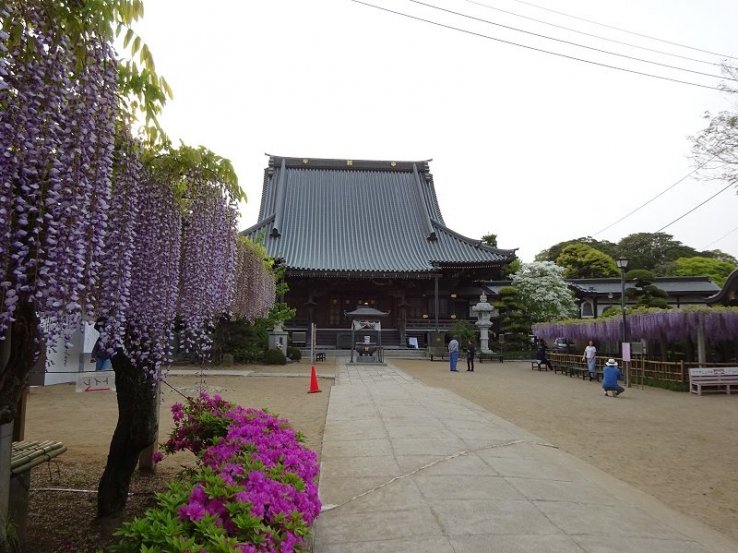 An impressively old wisteria tree is the highlight of Myofukuji Temple