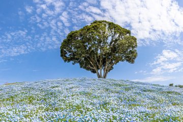 Stunning nemophila at Mother Farm