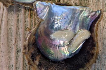The freshest oyster I've ever eaten. The owner cut out the edible part for me.