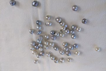 A selection of Pearl Miki's loose pearls. Visitors are welcome to select from these and other pearls of varying quality.