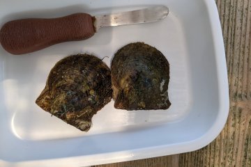 Oyster cracking time.