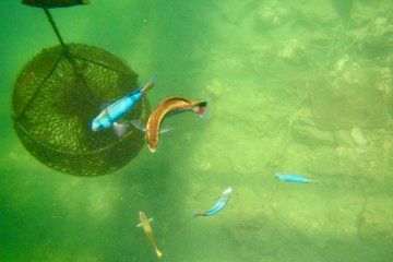 Colorful fish and oyster pot.
