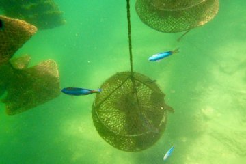 Oyster pots and blue fish.