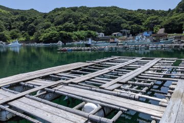 Enjoy the experience, the views, and abundant sea life from a working oyster pad