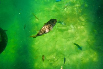 Sea life abounds beneath your feet.