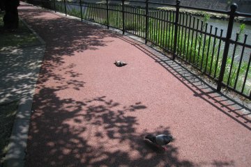 The river walkway is lovely but watch out for the resting pigeons!
