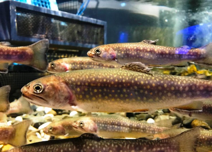 Come face to face with salmon and other fish at the Salmon Hometown Aquarium