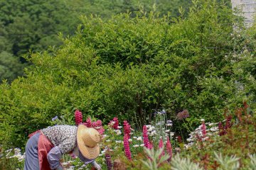 Lady in the fields of Tomita Farm