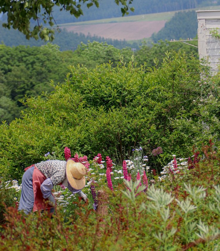 Lady in the fields of Tomita Farm