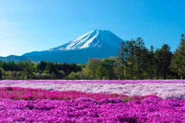 5 Spots for Spring Blooms in Yamanashi
