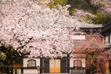 Hasedera Temple