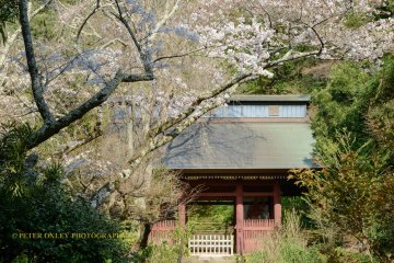 Myhoji Temple