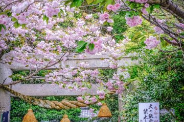 Yakumo Jinja Shrine