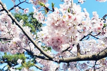 Cherry blossoms, Wakamiya Oji Dori
