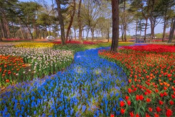 5 Top Springtime Spots in Ibaraki