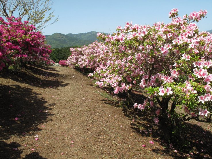 Springtime azaleas at Ibaraki Flower Park
