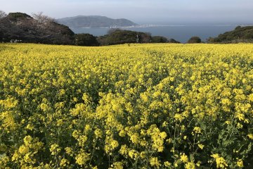 4 Spots for Spring Color in Fukuoka