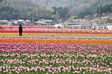 Tanto Tulip Festival 2027
