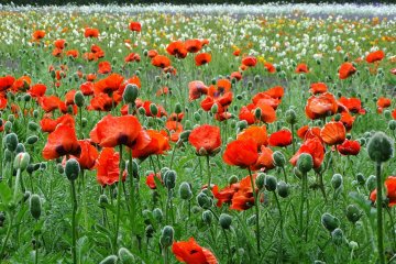 Oriental Poppies at Farm Tomita 