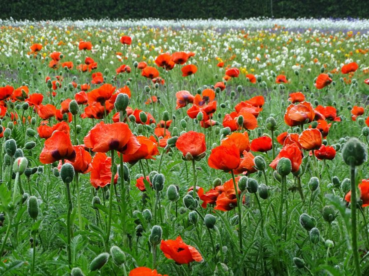 Oriental Poppies at Farm Tomita 