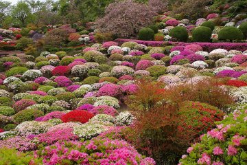5 Spots for Spring Blooms in Saga