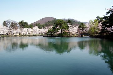 4 Spots for Spring Flowers in Akita