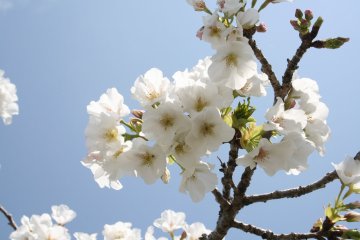 5 Spring Flower Destinations in Kochi